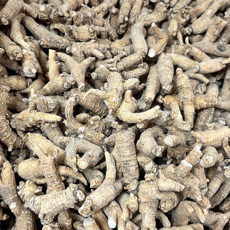 American Ginseng B2 - 101026