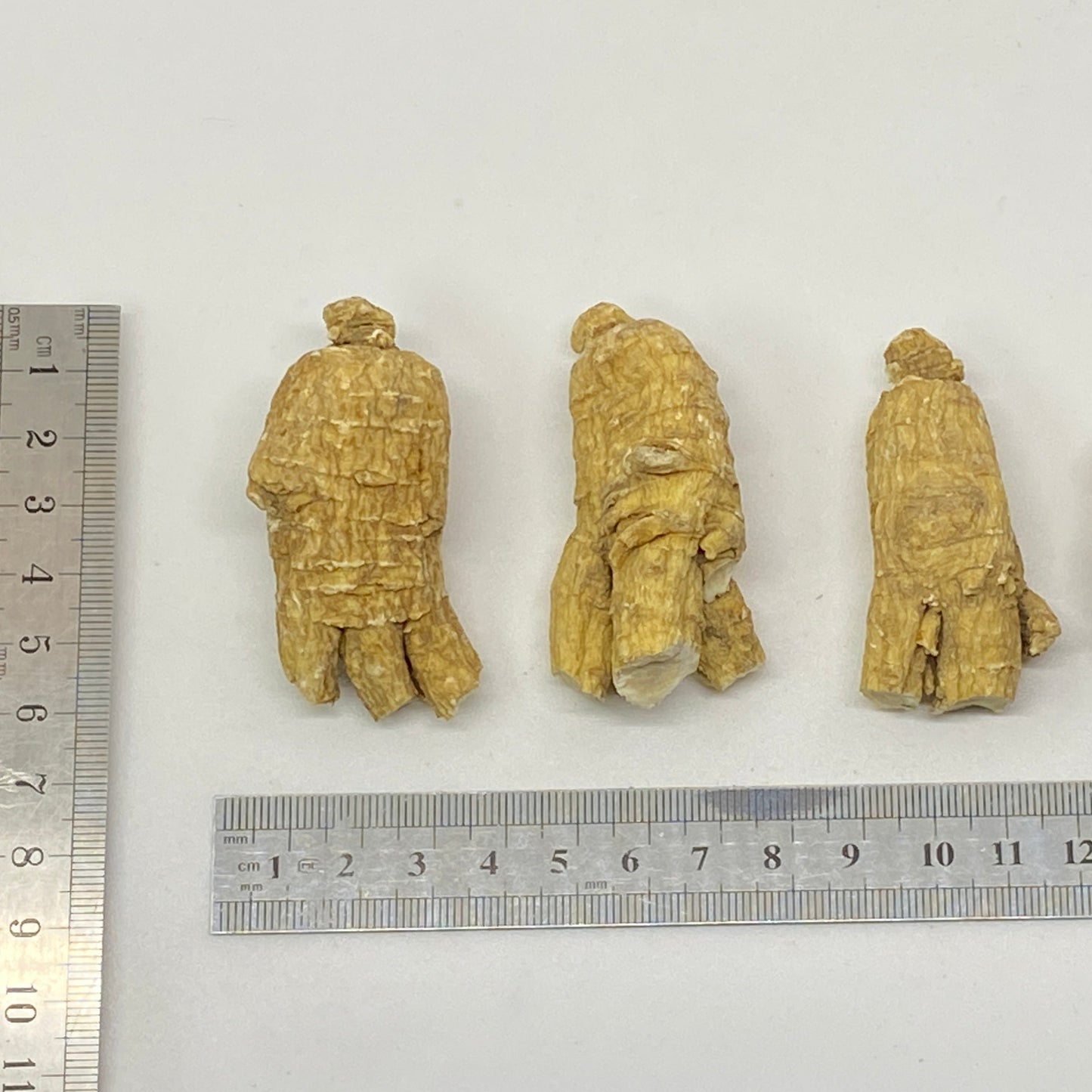 American Ginseng R2 - 101002