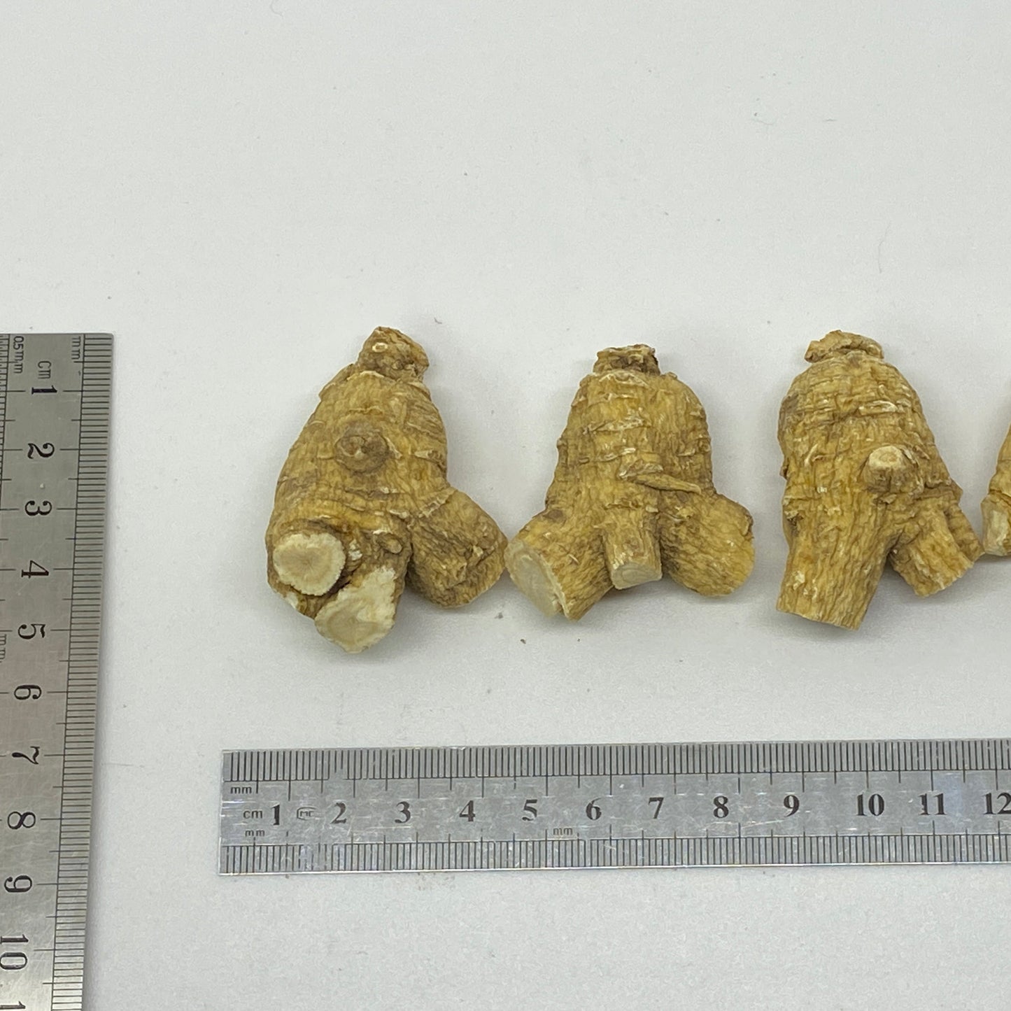 American Ginseng R3 - 101003